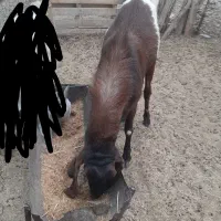 بز پاچن فروشی|حیوانات مزرعه|ایرانشهر, |دیوار