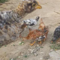 جوجه محلی