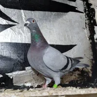 کبوتر ماده پلاکی