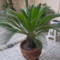 گل سیکاس به همراه گلدان