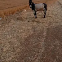 خرماده|حیوانات مزرعه|مبارکه, |دیوار