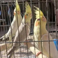 عروس هلندی