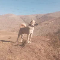 سگ به صمانت|سگ|بجنورد, |دیوار