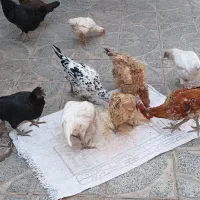 تعدای مرغ خانگی