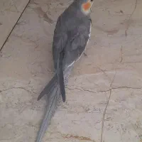 عروس سخنگو و دستی