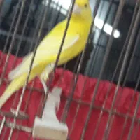 قناری نربلند ۱۵ ماهه ویک عدد ماده جوان یکساله