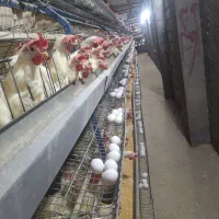 فروش مرغ تخمگذار