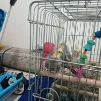 پرنده|پرنده|مهاباد (آذربایجان غربی), |دیوار