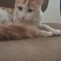 واگذاری گربه