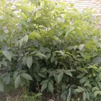 نهال گردو