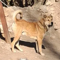 واگذاری سگ سرابی ۱۷ ماه قد ۷۷ دقیق