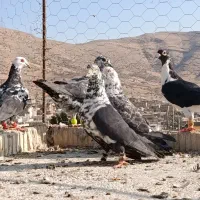 کفتر پلاکی .بزک سینه سفید۵تا با هم|پرنده|شیراز, سعدیه شمالی|دیوار