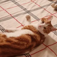 گربه گمشده|حیوانات|یزد, |دیوار