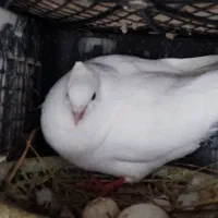 کبوتر|پرنده|اندیمشک, |دیوار