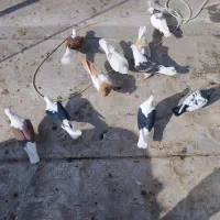 کبوتر|پرنده|تاکستان, |دیوار