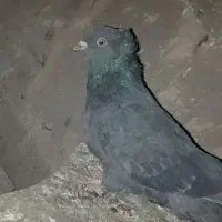 کفتر