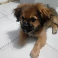 سگ پیکنز ۳ماهه نر|سگ|پردیس, فاز ۹|دیوار