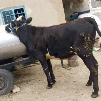گاو  قربانی چاق