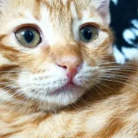 واگذاری رایگان