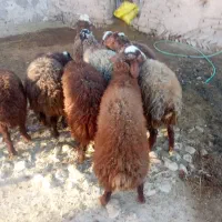 بره نر|حیوانات مزرعه|باوله, |دیوار