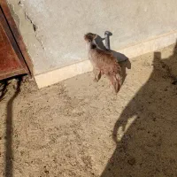 بزغاله شیری|حیوانات مزرعه|کویرات, |دیوار