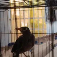 مرغ مینا ومرغ عشق