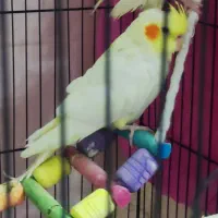 جوجه عروس هلندی لوتینو