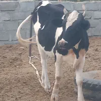 فروشی نژاد خوب|حیوانات مزرعه|رودخانه, |دیوار