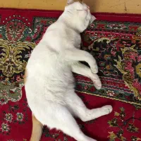 واگذاری رایگان گربه خانگی|گربه|بابل, |دیوار