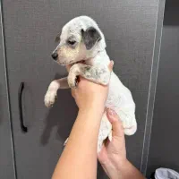 واگذاری توله شکاری نژاد دالمیشن دو ماهه|سگ|رامسر, |دیوار