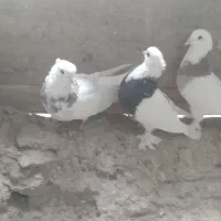 دوجفت طوقی به فروش میرسد|پرنده|قهستان, |دیوار