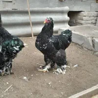 فروش دوعددخروس برهمابلک متلد|حیوانات مزرعه|گمیشان, |دیوار