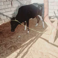 گاوچاق|حیوانات مزرعه|جیرفت, |دیوار