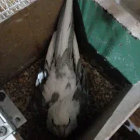 عروس هلندی مولد همراه تخم وجوجه|پرنده|زبرخان, |دیوار