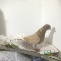 کبوتر