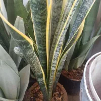 فروش انواع گلهای سانسوریا|گل و گیاه طبیعی|چابهار, |دیوار