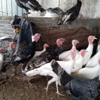 بوقلمون محلی وارگانیک|حیوانات مزرعه|سرخنکلاته, |دیوار