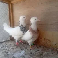 کفتر طوقی یک جفت نروماده اماده جوجه کشی سالم