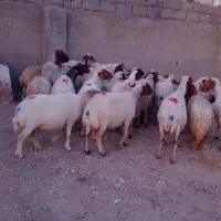 میش و بره