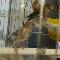 سه عدد قناری پنج‌ ماهه فقط دوملیون