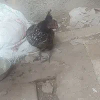 جفت مرغ خروس سبرایت مینیاتوری