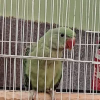 جوجه شاه طوطی