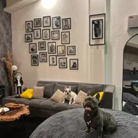 واگذاری فرنچ بولداگ ‌بلو|سگ|رشت, گلسار|دیوار