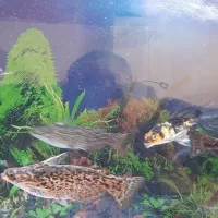 ماهی آکواریومی|ماهی|قیامدشت - خاورشهر, |دیوار