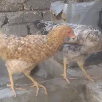 جوجه مرغ