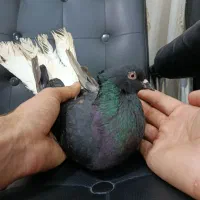 ماده دم سفید