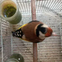 سهره سرسیاه و دورگ ماده