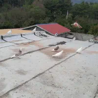 کبوتر فروشی 10تا به قیمت2میلیون