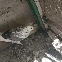 کبوتر تهرانی|پرنده|خاش, |دیوار