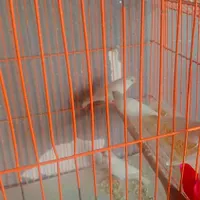 فنچ|پرنده|رشت, پستک|دیوار